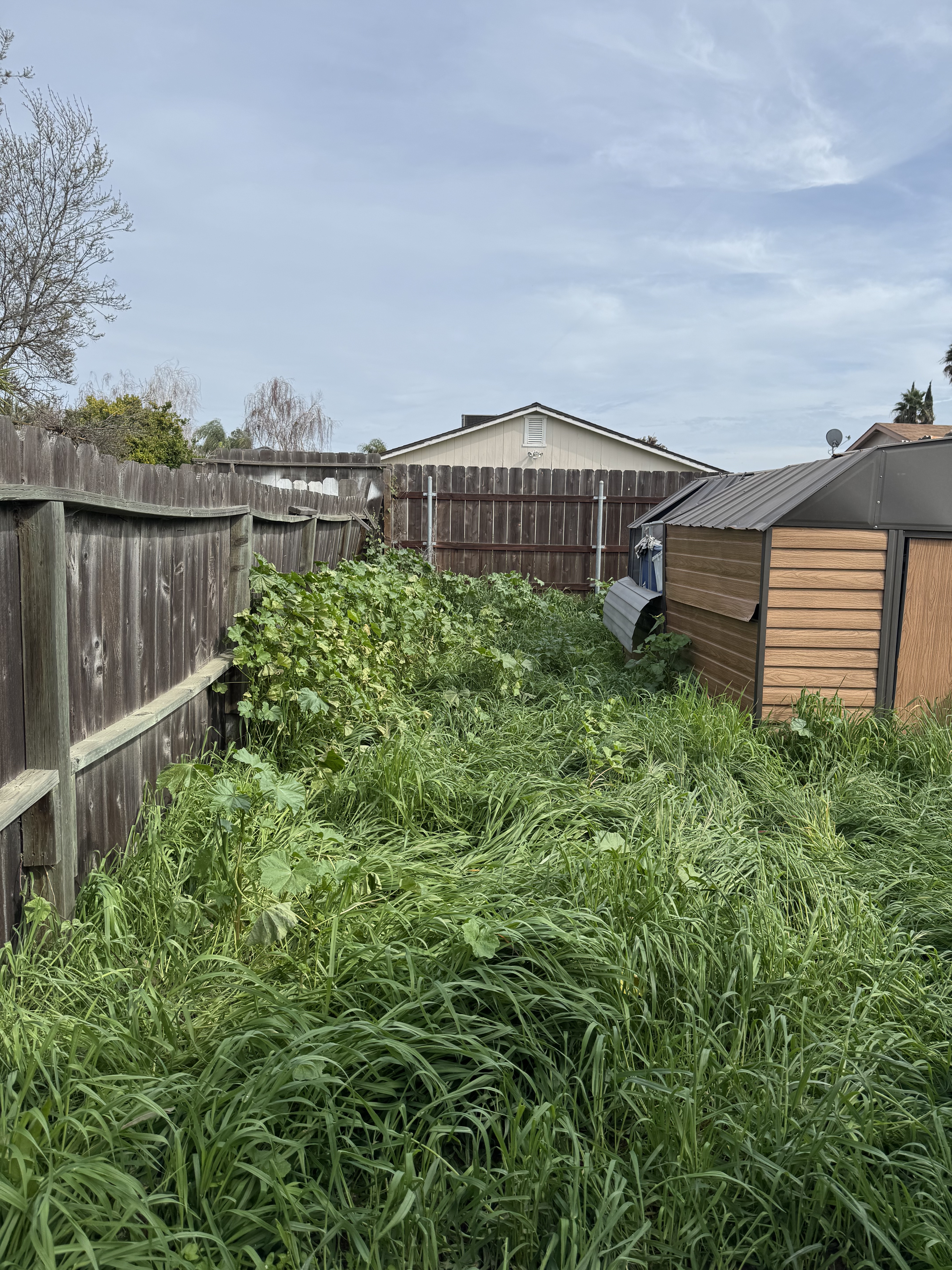 Heavily overgrown backyard before VerdePath service