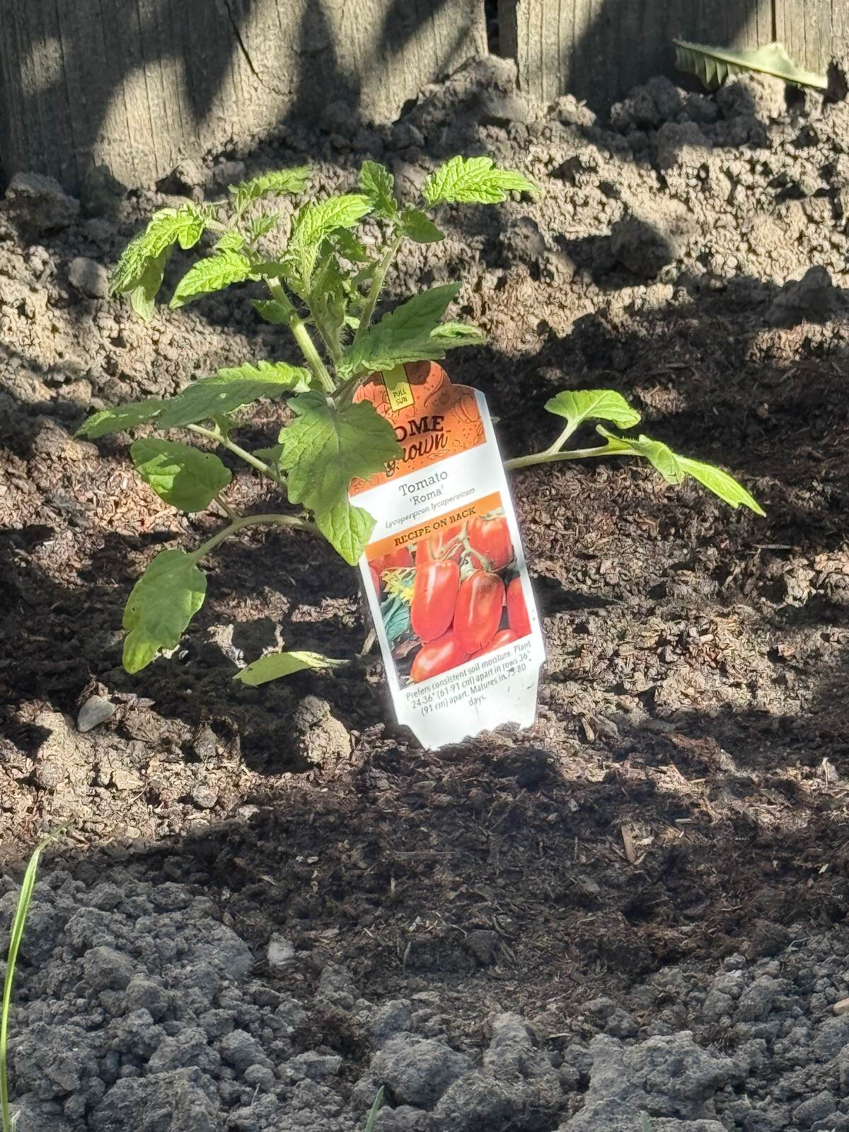 Roma tomato plant freshly installed in garden bed